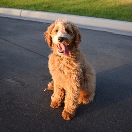 Goldendoodle Puppies from KD Doodles
