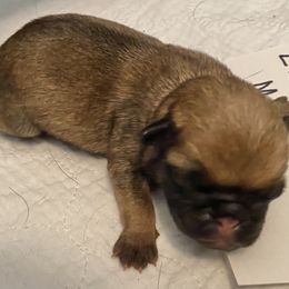 Boy Fawn  light - Fawn Pug puppy in Orange Park, Florida from Living the Dream Pugs of Jacksonville Florida