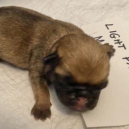 Boy Fawn  light - Fawn Pug puppy in Orange Park, Florida from Living the Dream Pugs of Jacksonville Florida