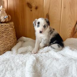 Annie Oakley - Blue merle female Border Collie puppy in Owenton, Kentucky from Three16 Ranch