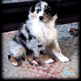 Miniature American Shepherd Puppies from Jem Miniature American Shepherds