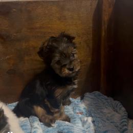 Able - Black and tan male Yorkshire Terrier puppy in Cheektowaga, New York from Renee’s Pawfectly Pampered Yorkies