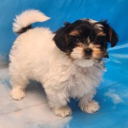 Lilbet - Black tan and white female Biewer Terrier puppy in Stockbridge, Georgia from Jenn’s Georgia Morkies and Biewer Terriers