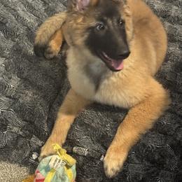 Belgian Tervuren Puppies from Timeless Belgians