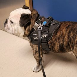 Bulldogs from Maxim Standard Bulldogs