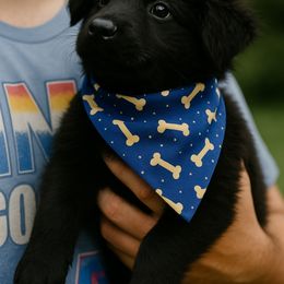 German Shepherd Puppies from Crissi Hansel