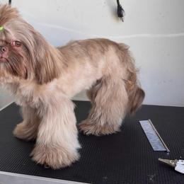 Sofia - Shih Tzu