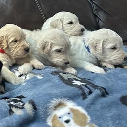 Goldendoodles and Golden Retrievers from Snowy Goldens LLC