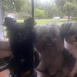 Mi-Kis from Phantastic Mi-kis