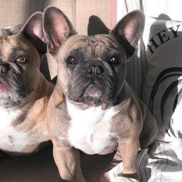French Bulldogs from DKC Frenchies