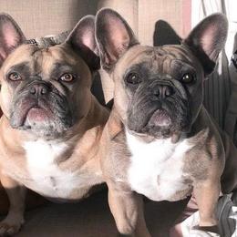 French Bulldogs from DKC Frenchies
