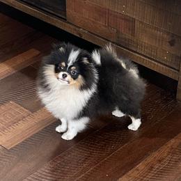 Gracey - Tri-colored female Pomeranian puppy in Lyons, Georgia from Its a Poms Life Kennel