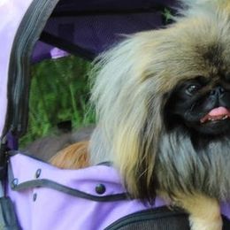Pekingese from Thomas's Pekingese