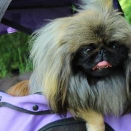 Pekingese from Thomas's Pekingese