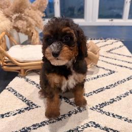 Linguini - Sable female Aussiedoodle puppy in North Royalton, Ohio from Johnson's Doodles