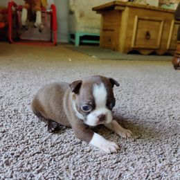 Boston Terrier Puppies from Beulah's Bostons