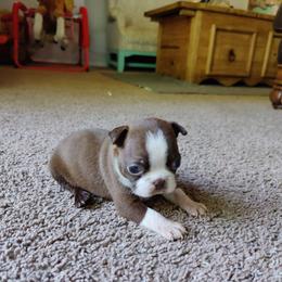 Boston Terrier Puppies from Beulah's Bostons