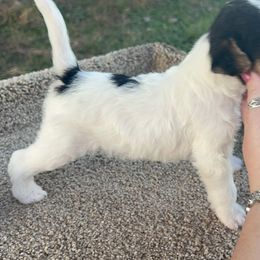 Wire Fox Terrier Puppies from Syrayed Farm