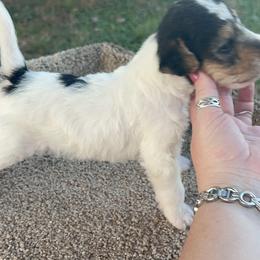 Wire Fox Terrier Puppies from Syrayed Farm