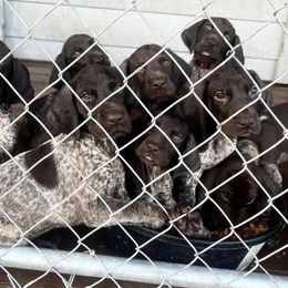 German Shorthaired Pointer Puppies from CMC Farms