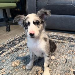 Zoey - Blue merle female Border Collie puppy in Decatur, Alabama from Phantom Border Collies