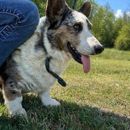 Keeper - Blue merle and white male Cardigan Welsh Corgi puppy in Kerens, West Virginia from Leather & Lace