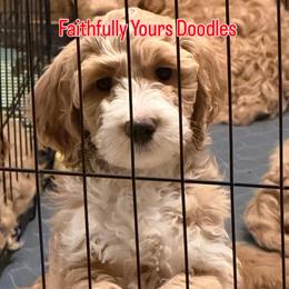 Mr Maroon - Apricot male Goldendoodle puppy in Monticello, Indiana from Faithfully Yours Doodles