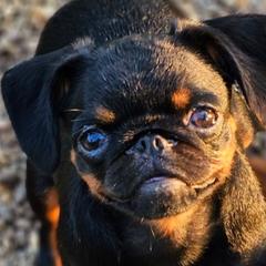 Brussels Griffons from BamaBrussels