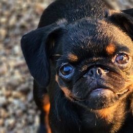 Brussels Griffons from BamaBrussels