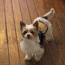 Teddy - Yorkshire Terrier