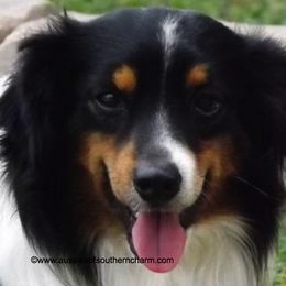 Miniature Australian Shepherds and Toy Australian Shepherds from Blessed With The Grace of Southern Charm Aussies