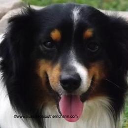 Miniature Australian Shepherds and Toy Australian Shepherds from Blessed With The Grace of Southern Charm Aussies