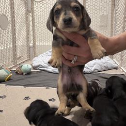 Sunny - Dapple male Dachshund puppy in Miami, Florida from Teenie Bikini Weenies