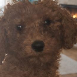 Poodles, Shih Tzus, and Yorkshire Terriers from Precious Pup Royale LLC
