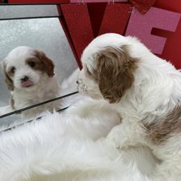 Holly - Blenheim female Cavapoo puppy in Wayland, New York from Loris Pampered Pooches💕