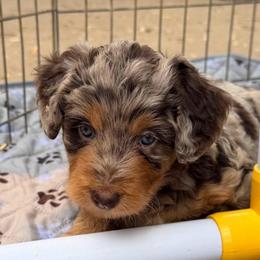 Piper's Red Merle Girl - Pink Bow - Red merle female Aussiedoodle puppy in Burkesville, Kentucky from Bline’s Awesome Aussies & Doxies at the Bline Family Farm