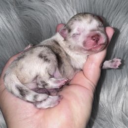 Cringle - Chocolate merle male Pomeranian puppy in Sandia, Texas from Broken Arrow Poms