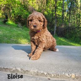 Eloise - Red  female Goldendoodle puppy in Fairmont, West Virginia from Mountainside Doodles, LLC