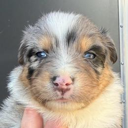 Annie - Blue merle female Australian Shepherd puppy in Stanford, Kentucky from Red Feather Aussies