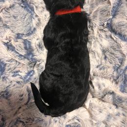 Miss Red - Black and white female Aussiedoodle puppy in Taylor, Missouri from Pawsitively Doodles