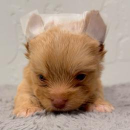 Cuddles - Gold male Yorkshire Terrier puppy in Los Angeles, California from 818 Yorkies