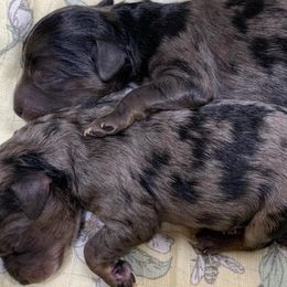 Aussiedoodles and Poodles from Bee Haven Poodles and Doodles