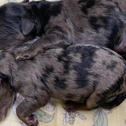 Aussiedoodles and Poodles from Bee Haven Poodles and Doodles
