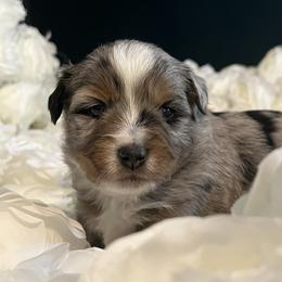 Australian Mountain Doodle and Miniature American Shepherd Puppies from Little Loves Farm