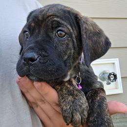 Violet Collar Female - Chestnut brindle female Cane Corso puppy in Lewistown, Montana from Corsi Amore Kennels