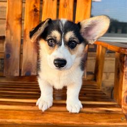 Iris - Black and tan female Pembroke Welsh Corgi puppy in El Dorado Springs, Missouri from Trixie Dixie