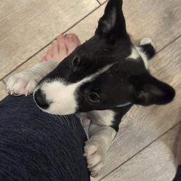 Girl 1- Maererano's Rare Black Opal - Black and white female Basenji puppy in Lehi, Utah from Maererano Basenjis