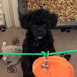 Charlie - Phantom male Poodle puppy in Pueblo West, Colorado from Little Paws Poodles