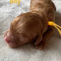 Cockapoo Puppies from Cutie Cockapoos Breeding