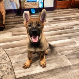 German Shepherd Puppies from Royalty German Shepherds